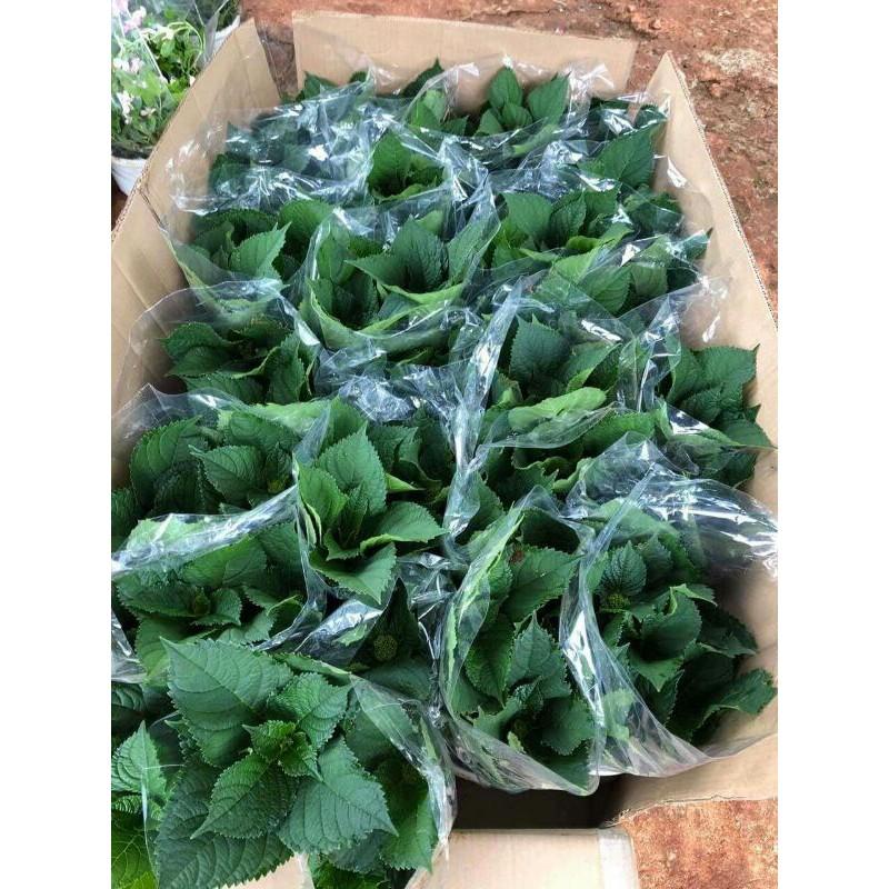 Giống hoa cẩm tú cầu