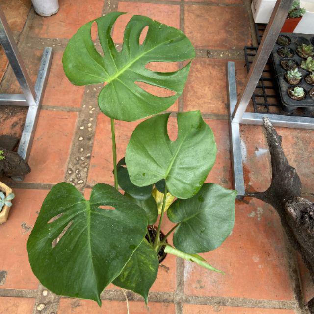 Monstera size trung và lớn