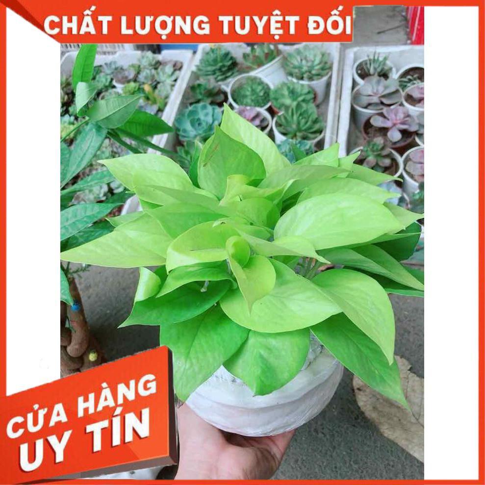 Chậu trầu bà thái vàng Nhiều Người Mua