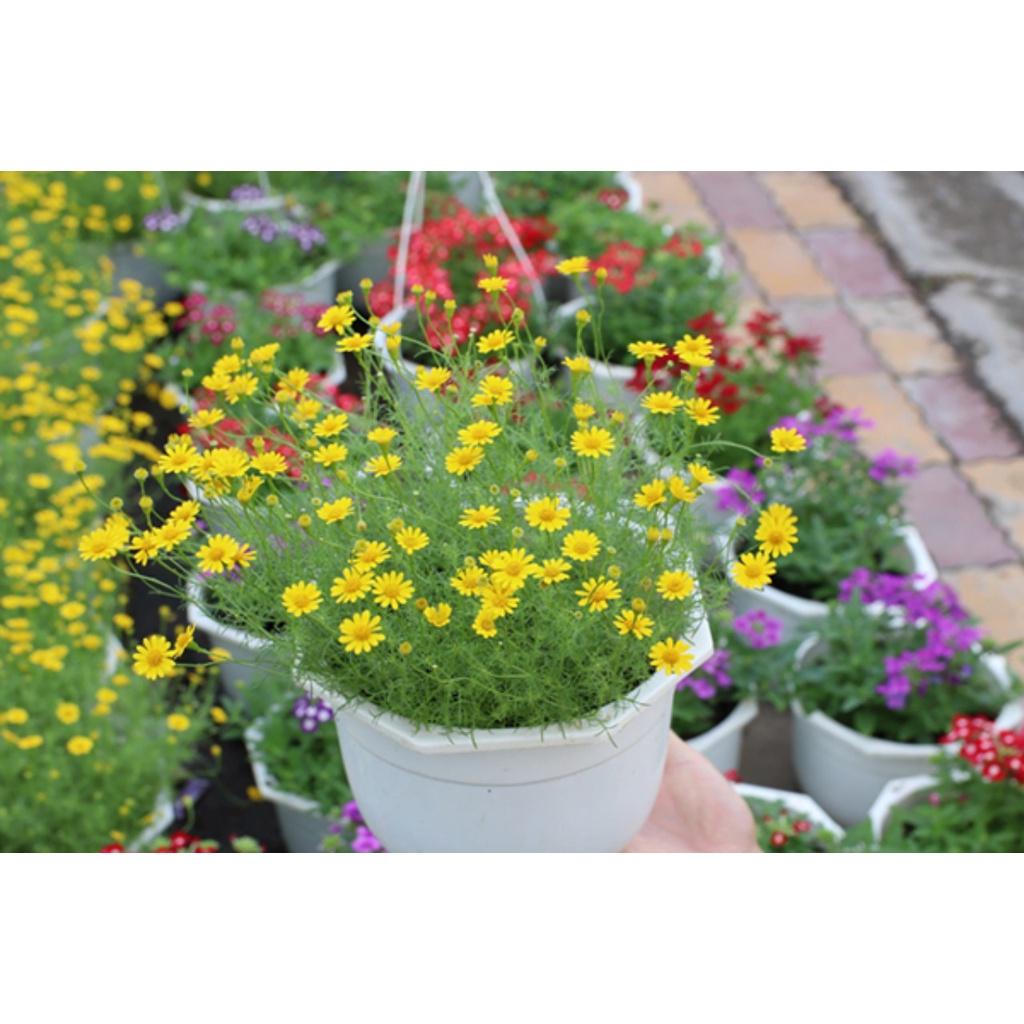 Hạt giống hoa Cúc Sao Băng