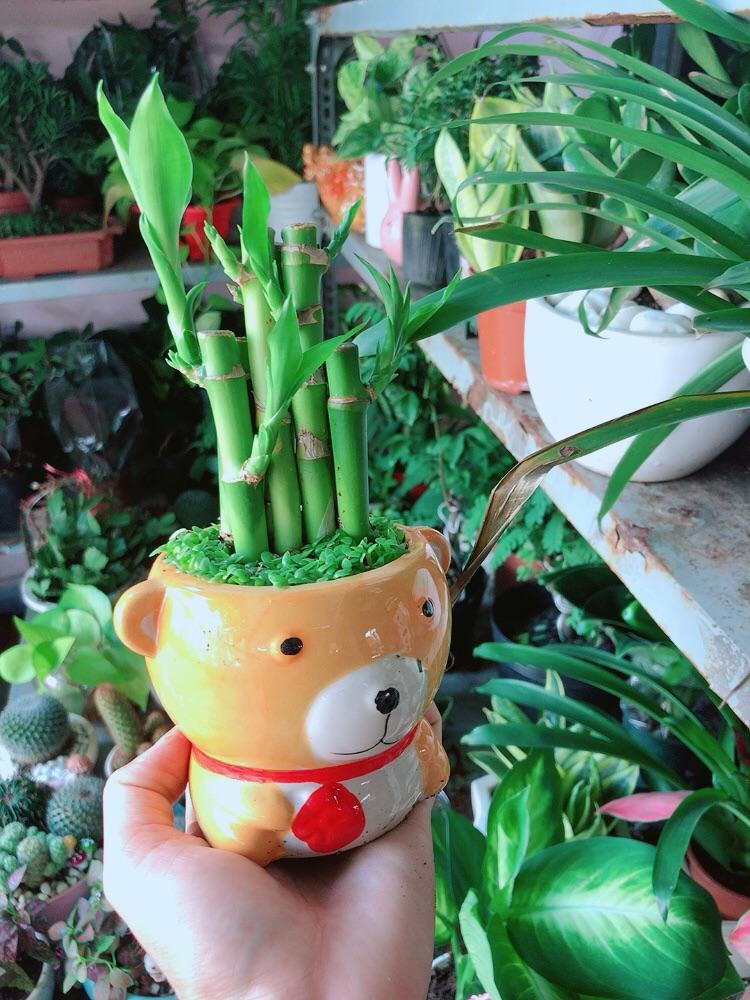 Chậu Trúc Phát Tài