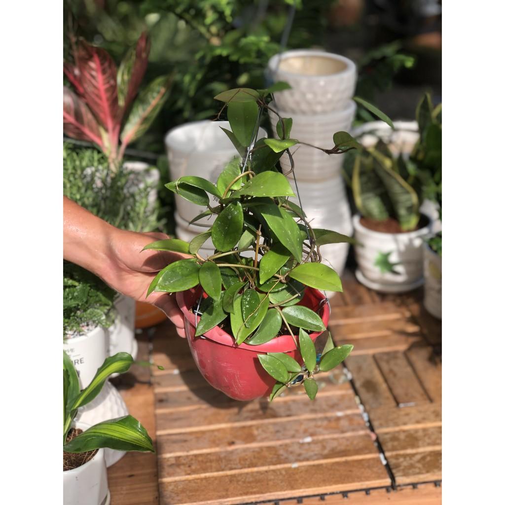 Chậu treo lan Cẩm Cù đứng