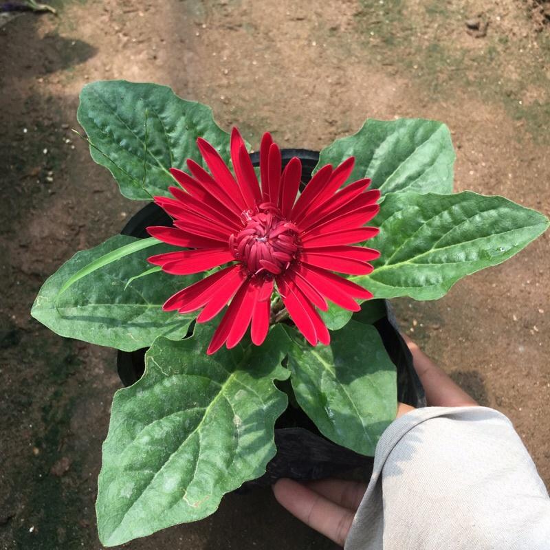 Cây hoa đồng tiền lùn đã có nụ và đang ra hoa