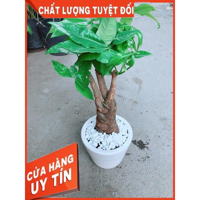 Chậu Kim Ngân 3 Thân Thắt Bính
