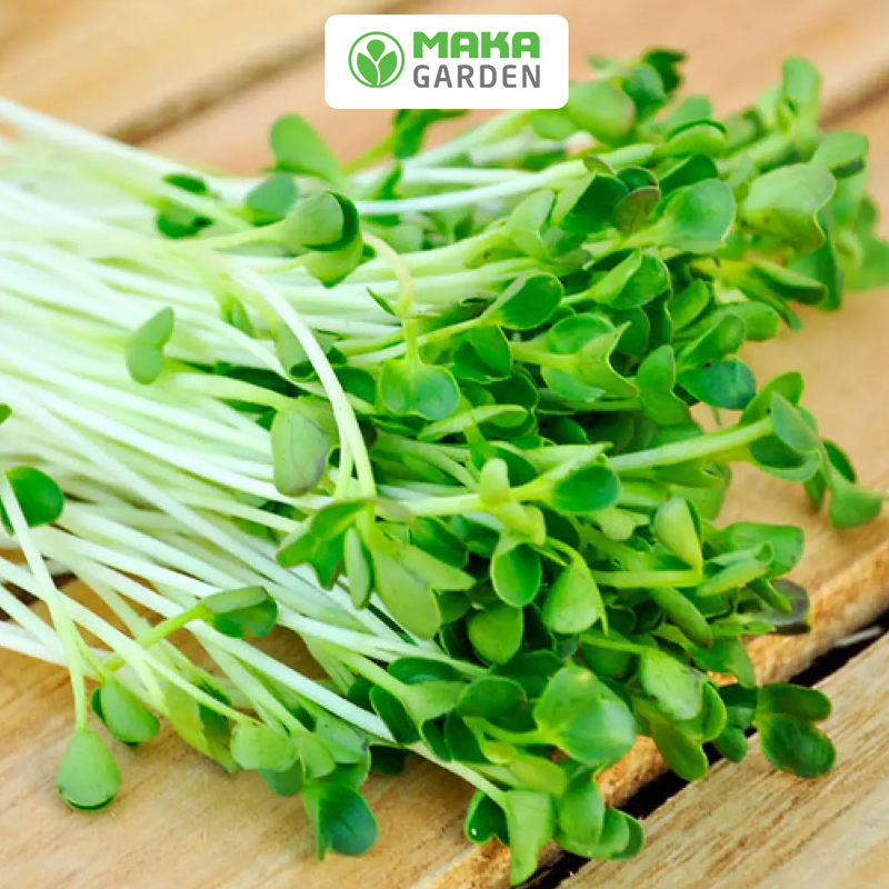 Hạt giống Rau Mầm Củ Cải Trắng Rado 01- Gói 50Gr-100Gr - Dễ Trồng, Nhanh Thu Hoạch