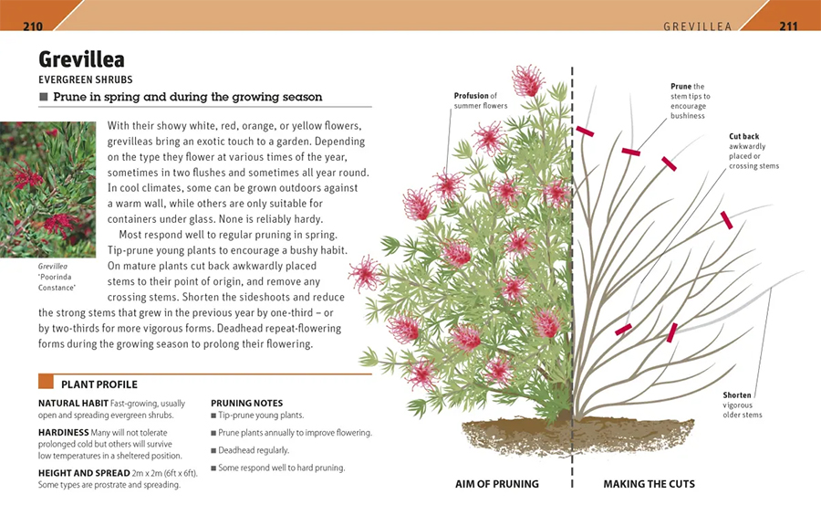 RHS Pruning Plant By Plant