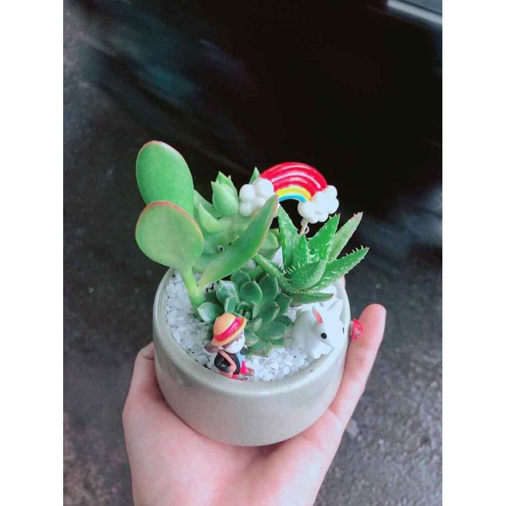 Chậu sen đá tiểu cảnh Bán Chạy