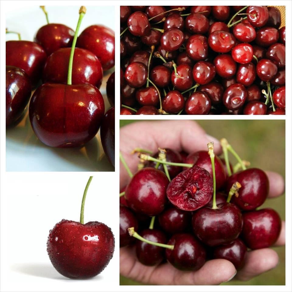 Hạt Giống Cherry Nhiệt Đới Dễ Trồng Quả To