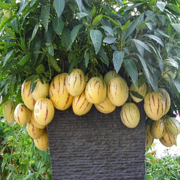 Dưa hấu nam mỹ Pepino vàng - cây choai lớn sắp ra hoa