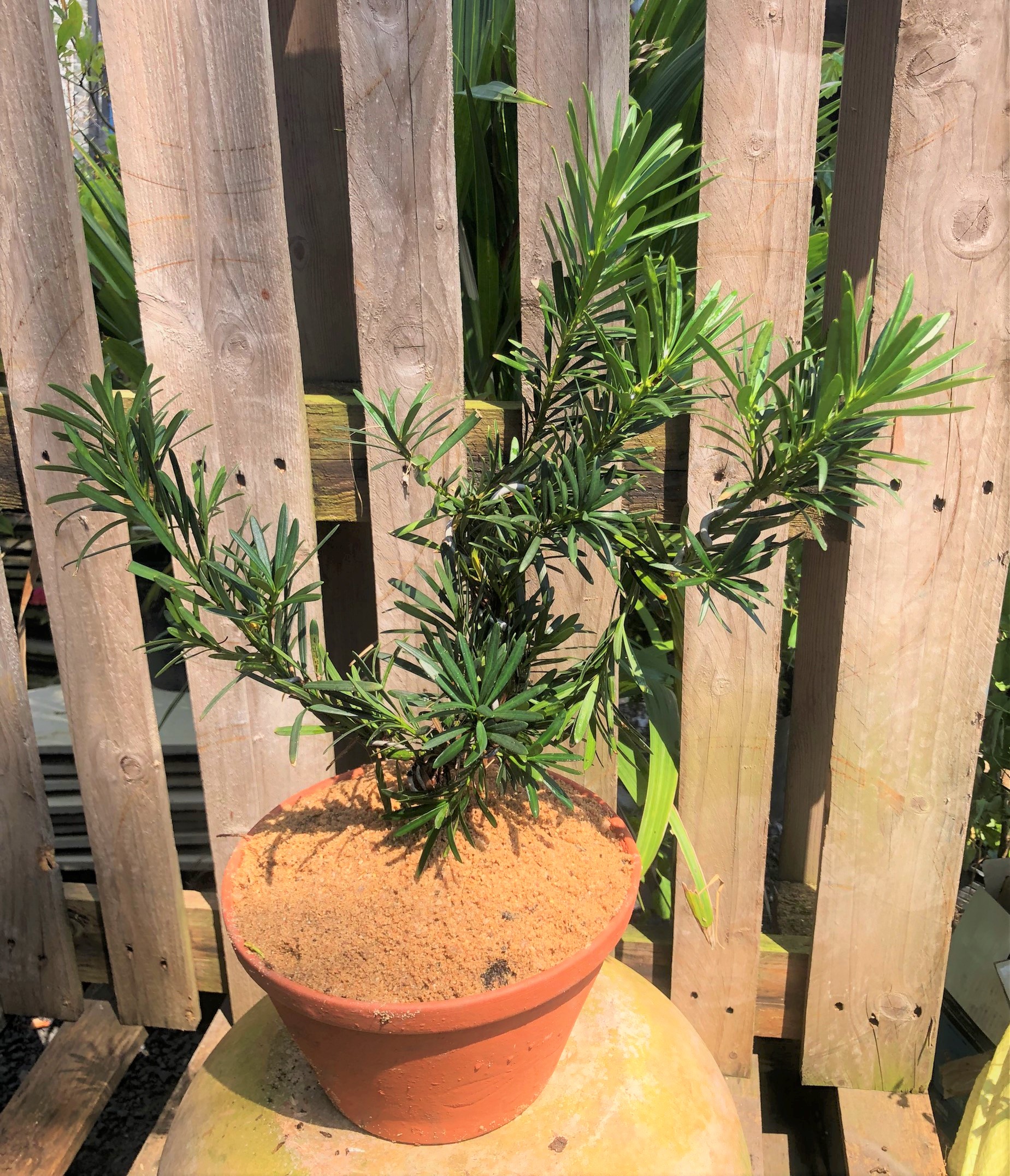 Chậu đất nung cây Tùng La Hán dáng Bonsai trồng nơi có nhiều nắng