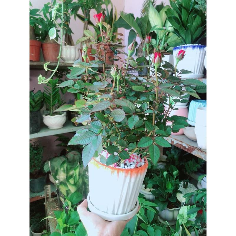 Chậu Cây Hoa Hồng