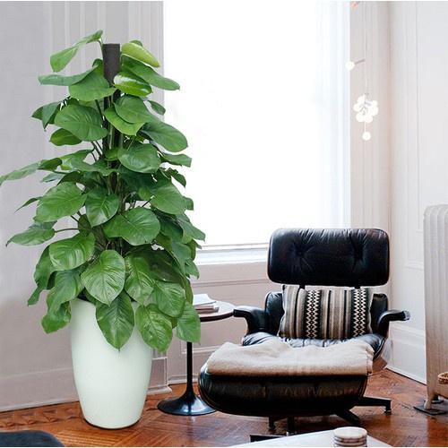 CHẬU CÂY TRẦU BÀ LEO CỘT SIÊU ĐẸP