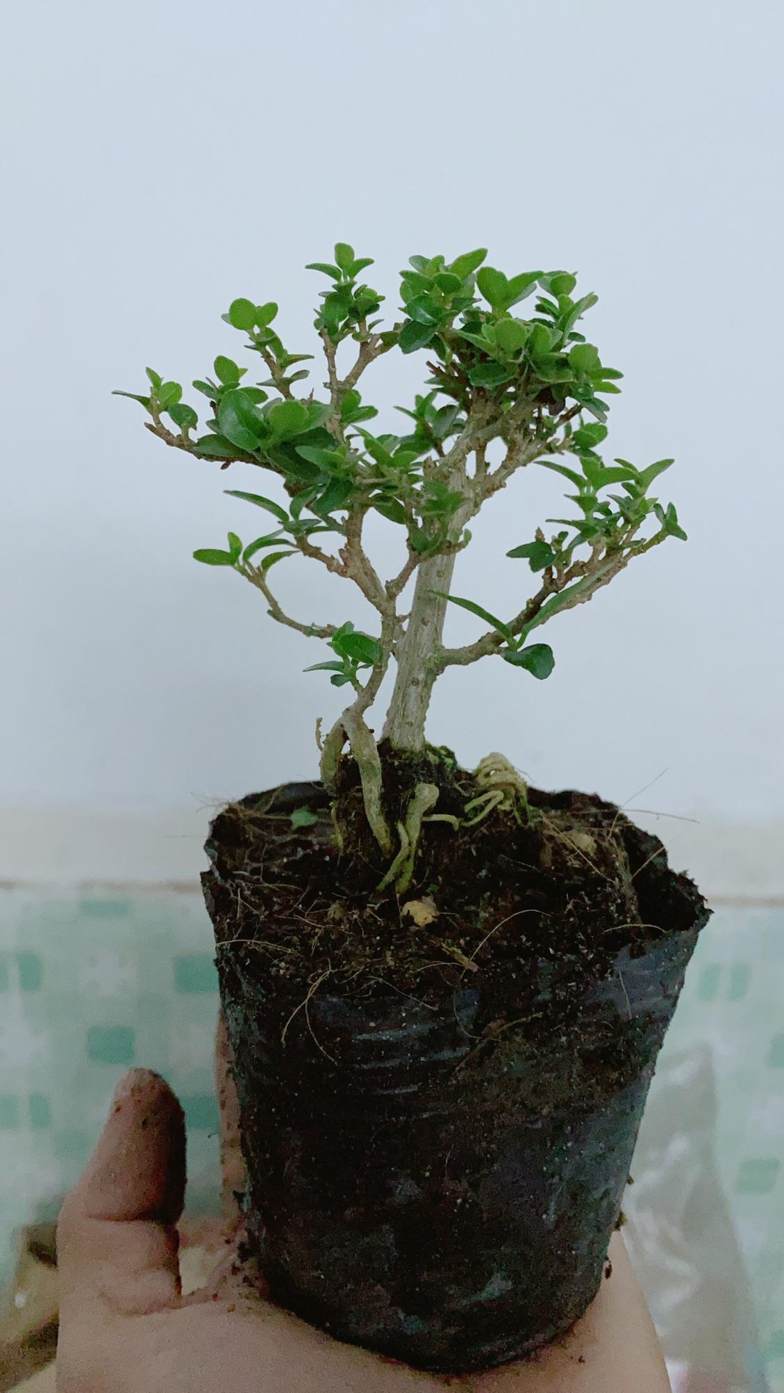 Cây Sam Hương Bonsai Mini