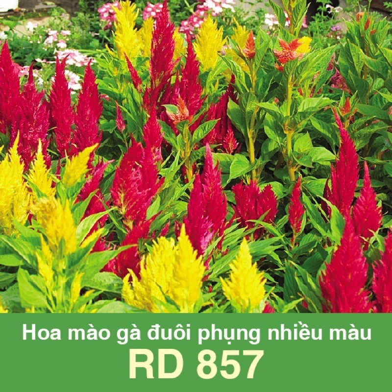 Hạt Giống Hoa Mào Gà Đuôi Phụng Nhiều Màu - Gói 0.1g - Sinh Trưởng Khỏe, Ra Hoa Nhiều, Sắc Hoa Rực Rỡ VTNN Nông Điền Trang