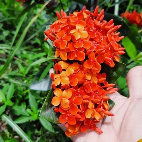 Hoa Mẫu đơn rừng màu cà rốt, đơn ta màu cà rốt- hoa trang rừng- cây giống