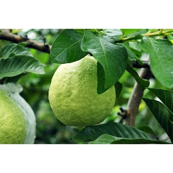 Cây giống Ổi nữ hoàng cho trái sớm.