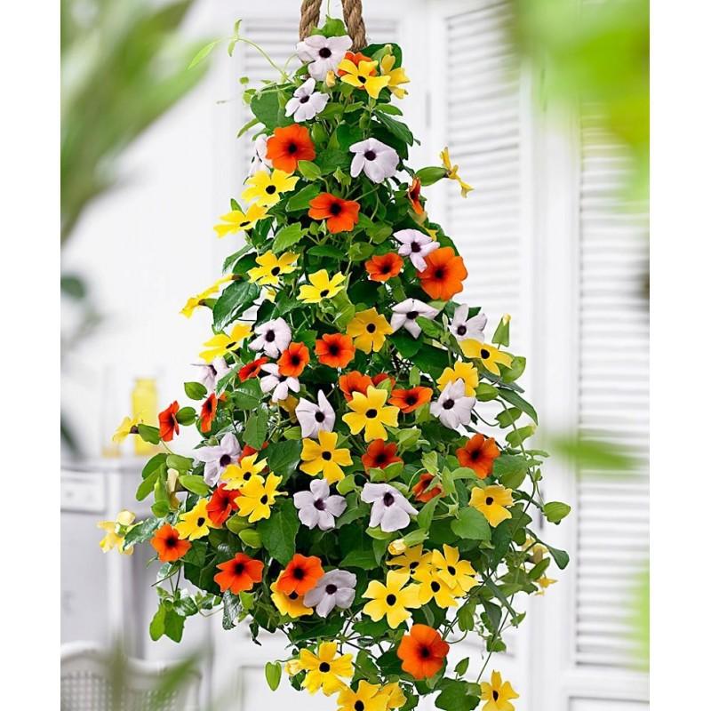 Hạt giống cây dây leo ánh dương mix