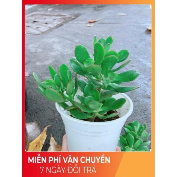 Chậu Ngọc Bích