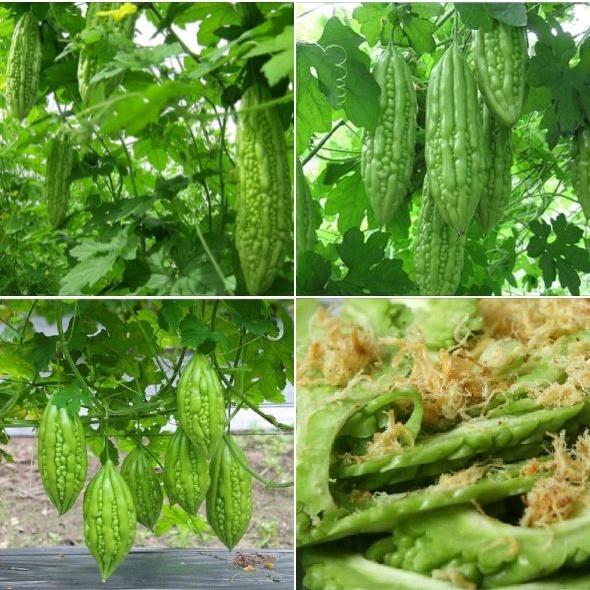 Hạt giống khổ qua mỡ gói 10 hạt -kèm 1 gói phân bón lót