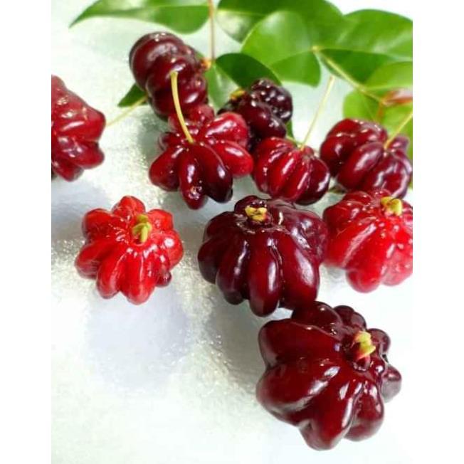 Cây surinam chery...,,,, 8 tháng cây cho trái