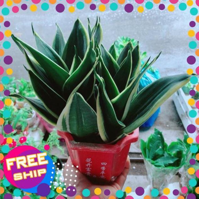Chậu Lưỡi Hổ Thái Xanh