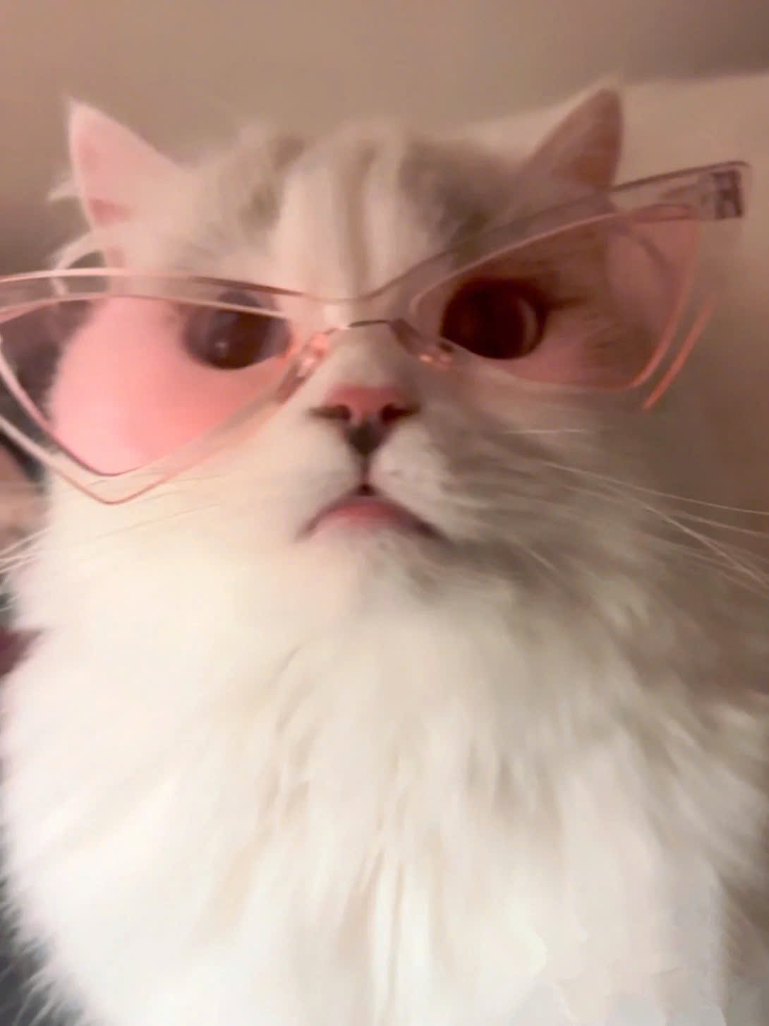 MẮT KÍNH KÍNH RÂM KÍNH MÁT NGỘ NGHĨNH TAM GIÁC SIÊU XINH SANG CHẢNH MÃ 1 CHO THÚ CƯNG CHÓ MÈO