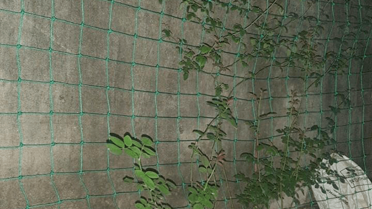 Lưới làm giàn leo khổ 1.8m x dài 10m Hàng Chính Hãng DAIM Nhật Bản làm giàn leo cà chua, dưa leo, các loại đậu,.