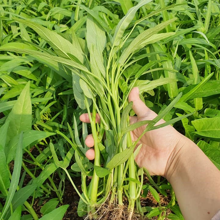 Hạt giống rau muống lá tre Rado 12 gói 50gr