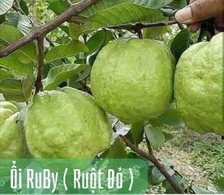 CÂY GIỐNG ỔI RUBY RUỘT ĐỎ