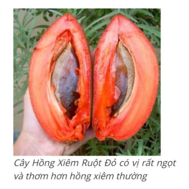 Hồng xiêm ruột đỏ quả siêu to