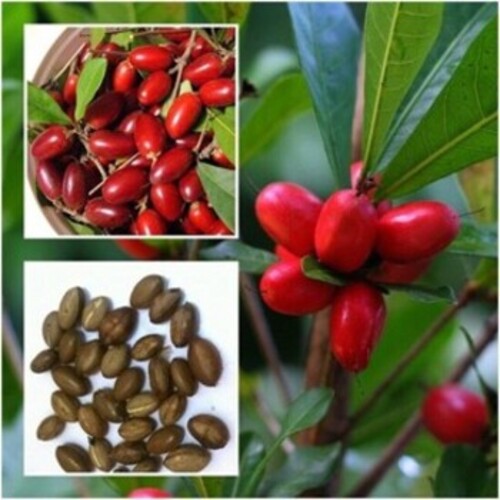 Cây Thần Kỳ - Nhà vườn Xuân Khương