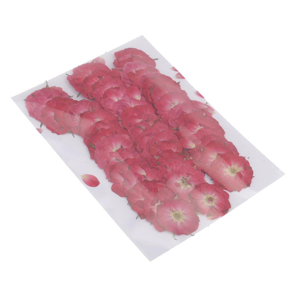 100pcs Pressed Flower Real Dried Flowers 2 Styles Of Rose And Chrysanthemum For Decorations And Crafts Supplying Great Gifts