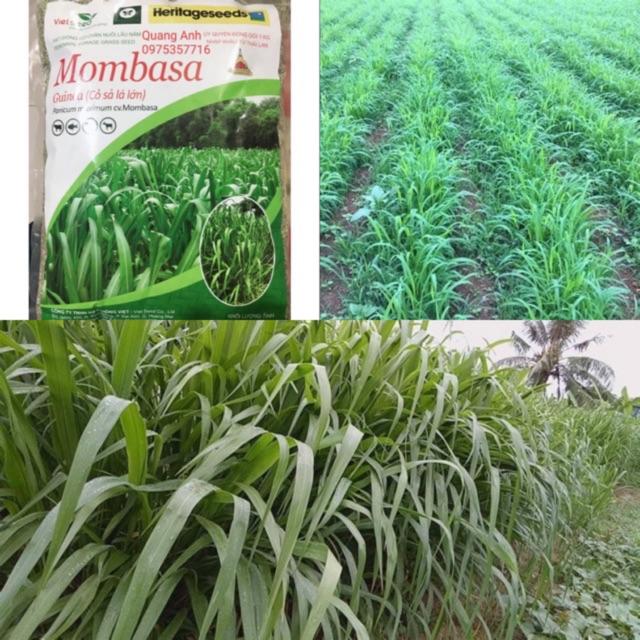 HẠT GIỐNG CỎ MOMBASA GHINE-CỎ SẢ LÁ LỚN - gói 500gr