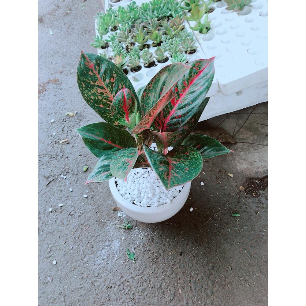 Chậu cây như ý