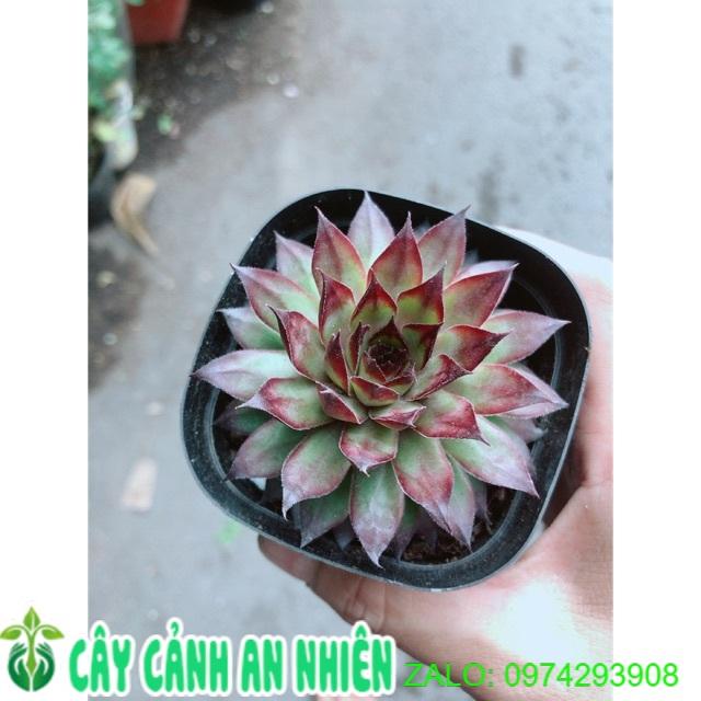 Sen Đá Phật Bà