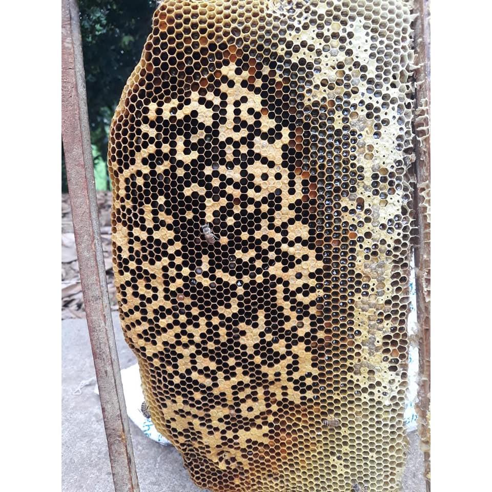 1 lít Mật ong hoa nhãn 100%