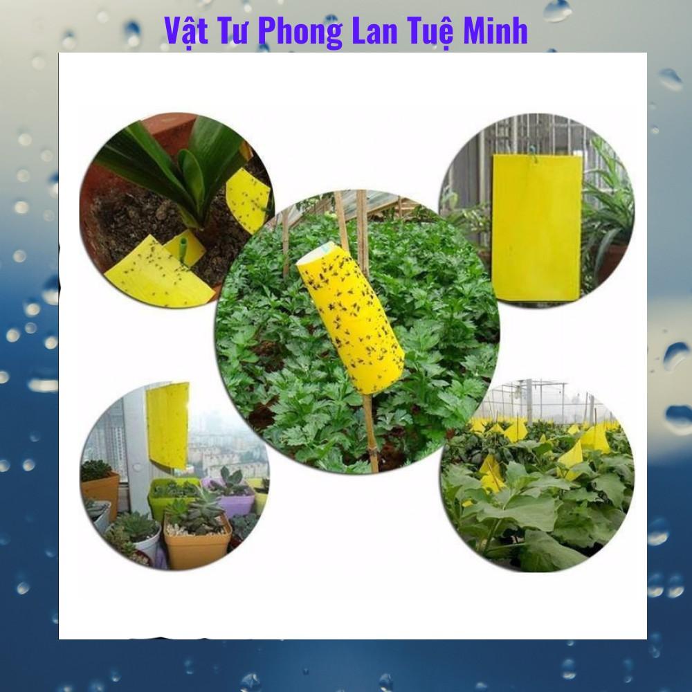 500 miếng bẫy côn trùng