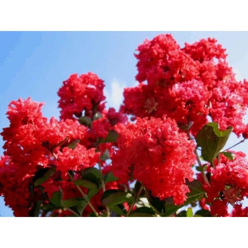 Cây giống tường vi