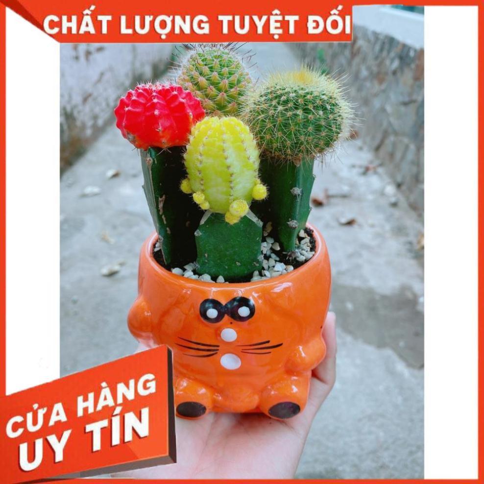 Chậu xương rồng tiểu cảnh