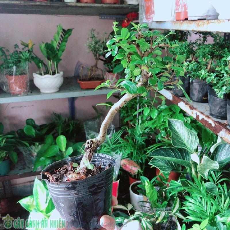 Trà Phúc Kiếng