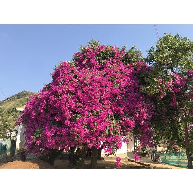 HOA GIẤY MÀU HỒNG- cây đang hoa size to