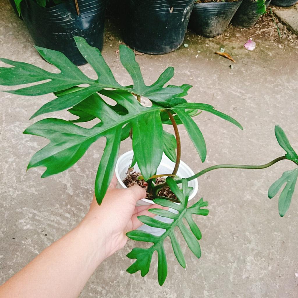 Cây Trầu Bà Mayoi - Philodendron Mayoi - cây cảnh trong nhà trang trí nội thất