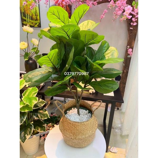 Cây bàng singapo giả kèm kệ gỗ 3 nhánh lá to