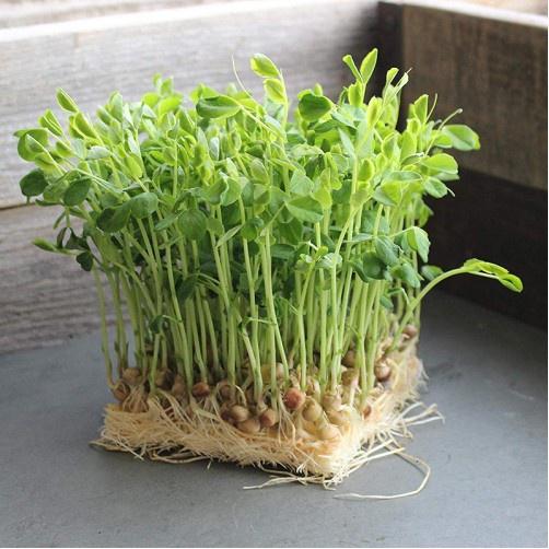 Hạt Giống Mầm Đậu Hà Lan -1Kg