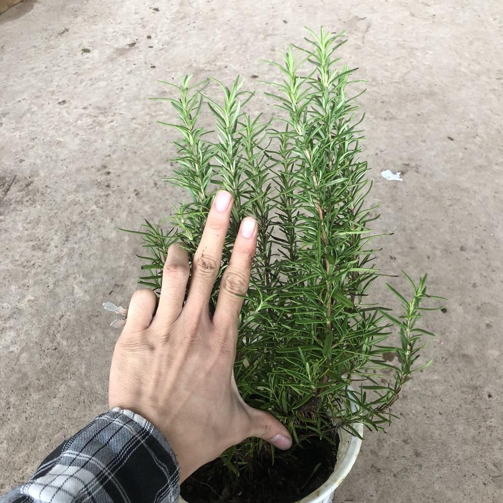 Cây hương thảo Rosemary, Chiều cao 25cm hương thơm đặc biêt nhiều công dụng, thích hợp làm cây dược liệu