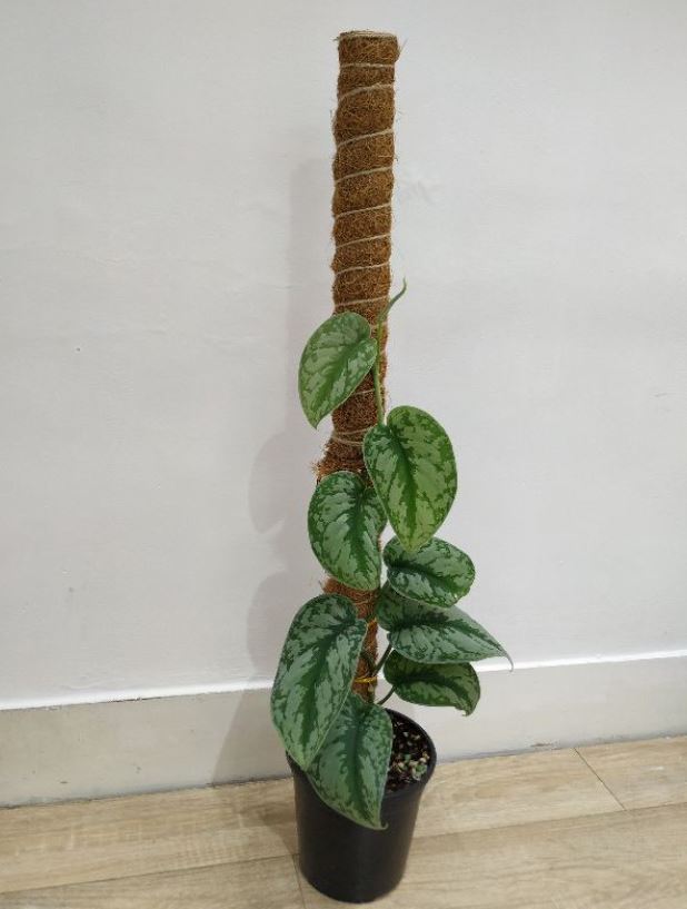 Trụ giá thể xơ dừa.Thích hợp cho các loại cây cảnh, cây dây leo.1 trụ dài 43cm.Giúp cây phát triển tốt