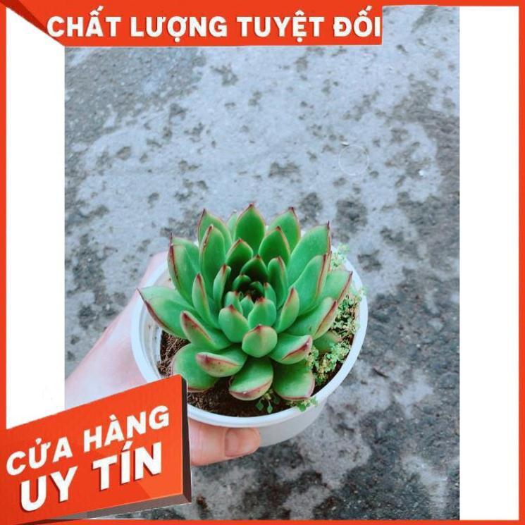 Chậu Sen Đá Viền Đỏ Nhiều Người Mua