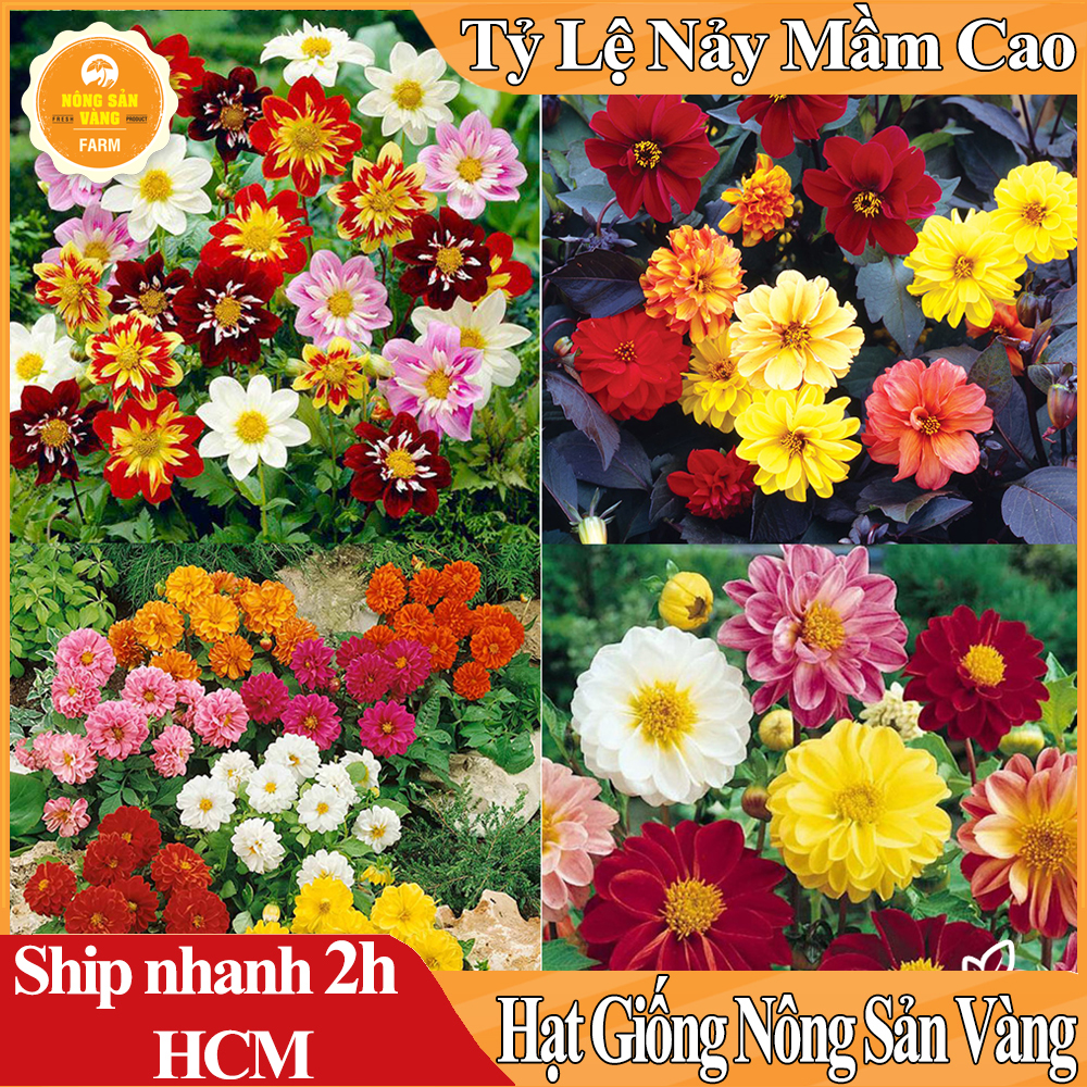 Hạt giống Hoa Cúc Đại Lý Hoa Lâu Tàn Và Mùi Hương Rất Đặt Biệc - Nông Sản Vàng