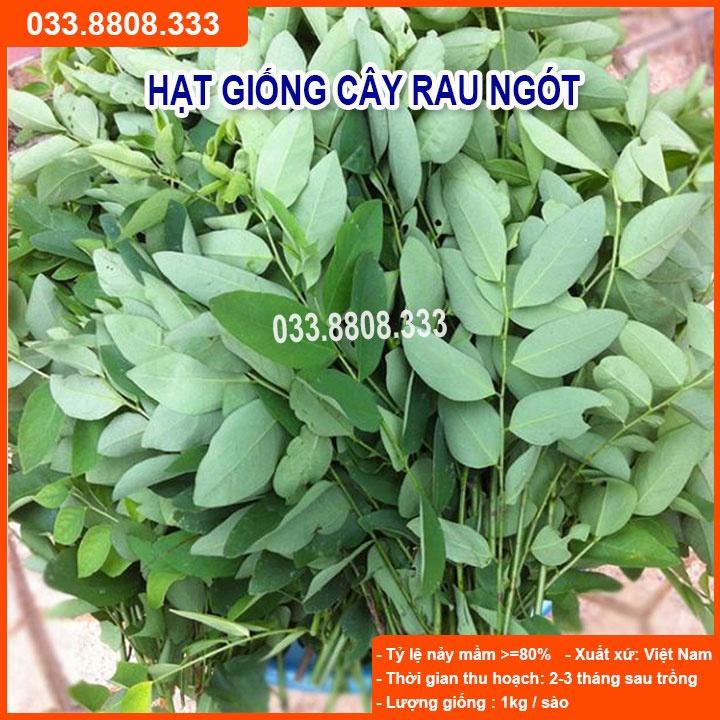 Hạt Giống Rau Ngót  - Rau Nhiều Dinh Dưỡng