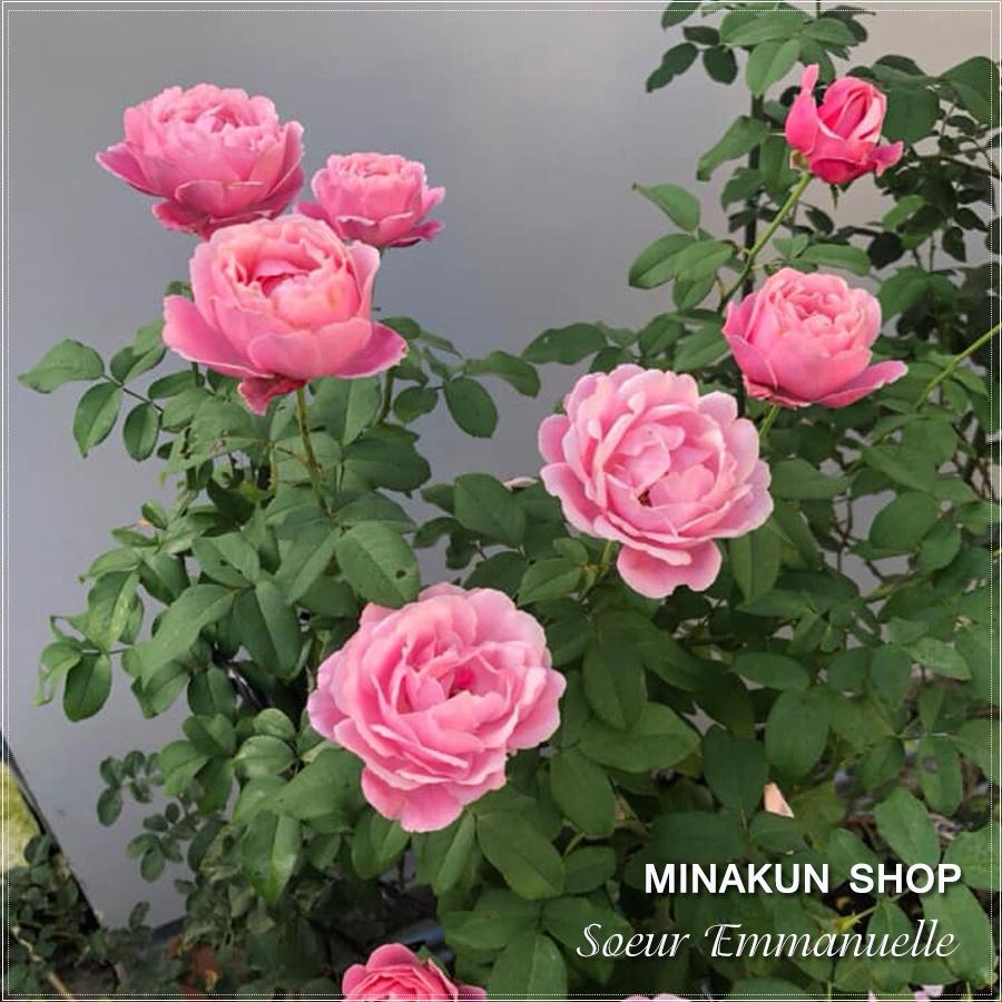 Hoa hồng ngoại Soeur Emmanuelle siêu đẹp -bầu to lớn, cây trưởng thành trưởng thành